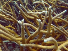 Staghorn coral closeup